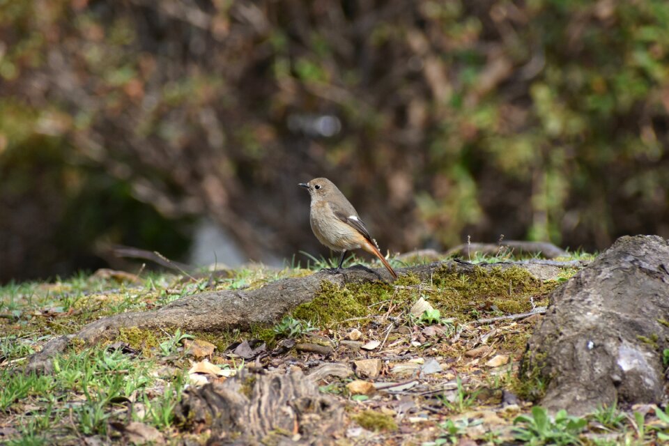 Moss bird wild birds