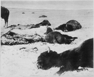 Trail of the hide hunters. Buffalo lying dead in snow, 1872 - NARA - 520094