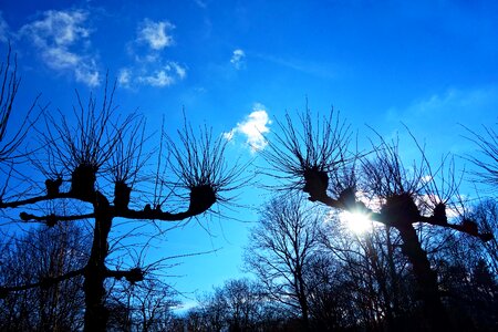 Knotted willow pruned salix photo