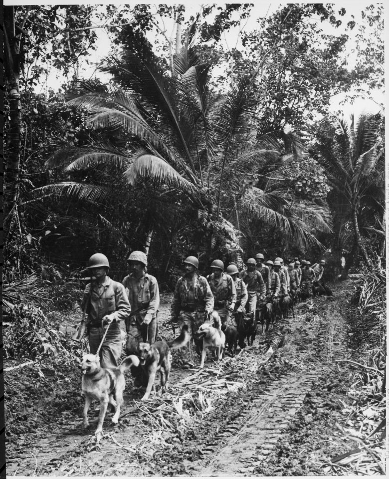U.S. Marine `Raiders' and their dogs, which are used for scouting and running messages, starting off for the jungle fro - NARA - 532371