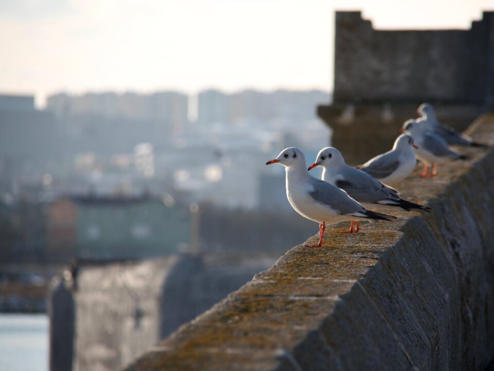 Istanbul peace bird