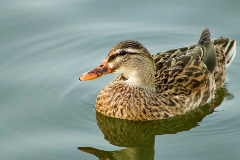 Wildlife nature pool