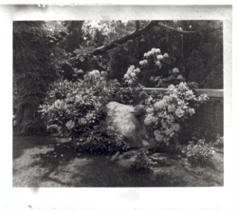 Welwyn, Harold Irving Pratt house, 100 Crescent Beach Road, Glen Cove, New York. Rhododenron at terrace wall LCCN2008680045