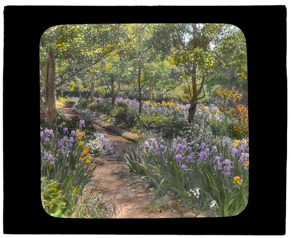 Willowmere, Rear Admiral Aaron Ward house, 435 Bryant Avenue, Roslyn Harbor, New York Iris beds LCCN2008675786