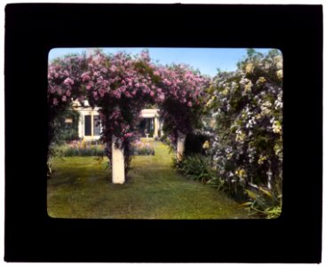 Westlawn, Edward Tiffany Dyer house, Great Plains Road, Southampton, New York. Rose arbor LCCN2007685935