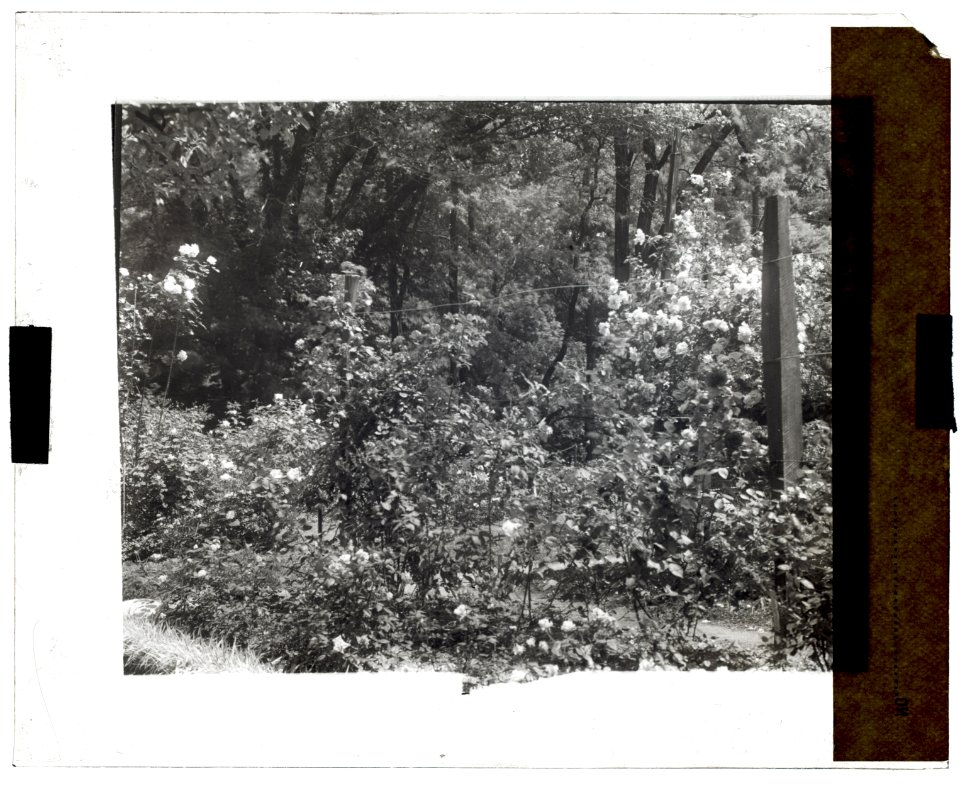 Willowmere, Rear Admiral Aaron Ward house, 435 Bryant Avenue, Roslyn Harbor, New York. Rose garden LCCN2008675800