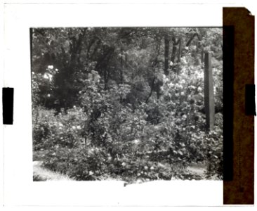 Willowmere, Rear Admiral Aaron Ward house, 435 Bryant Avenue, Roslyn Harbor, New York. Rose garden LCCN2008675800