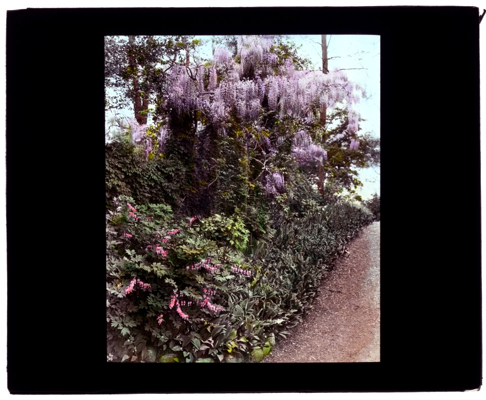 Willowmere, Rear Admiral Aaron Ward house, 435 Bryant Avenue, Roslyn Harbor, New York. Wisteria LCCN2008675725