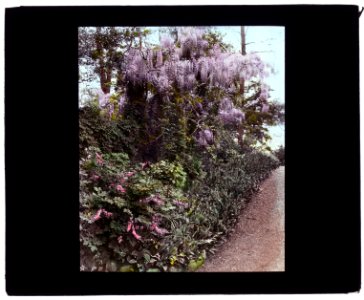 Willowmere, Rear Admiral Aaron Ward house, 435 Bryant Avenue, Roslyn Harbor, New York. Wisteria LCCN2008675725