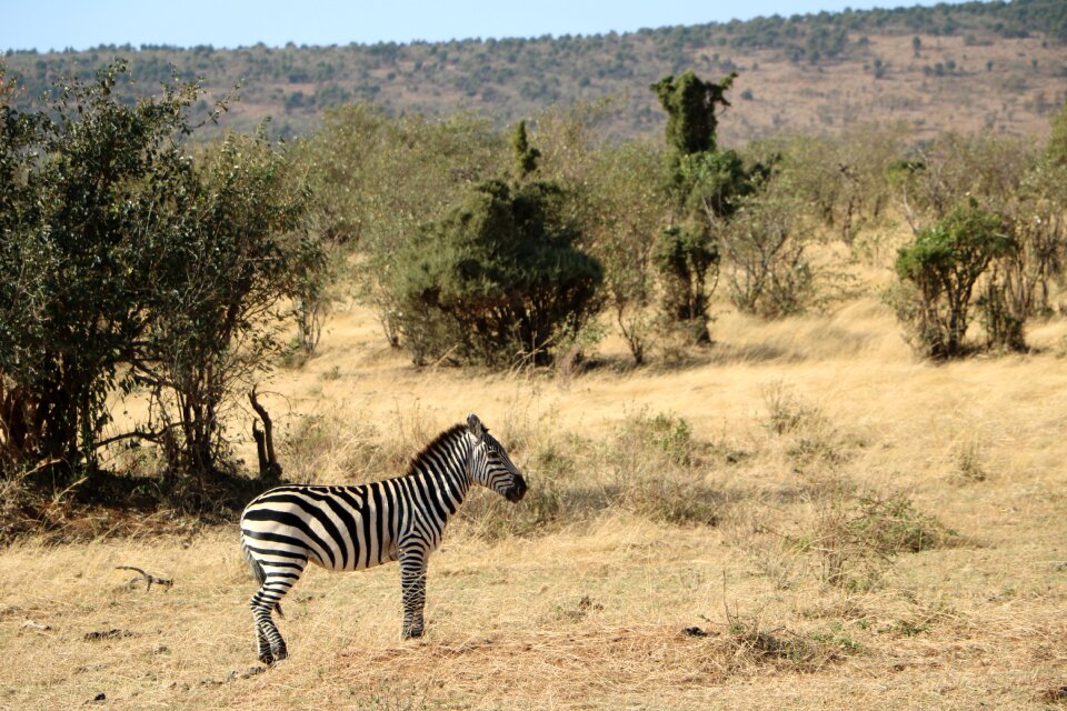 Nature wild wildlife