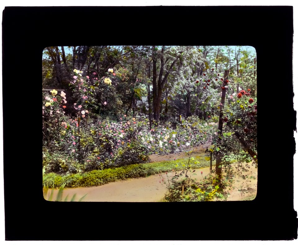 Willowmere, Rear Admiral Aaron Ward house, 435 Bryant Avenue, Roslyn Harbor, New York. Roses LCCN2008675722