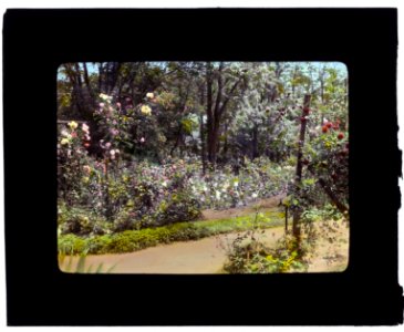 Willowmere, Rear Admiral Aaron Ward house, 435 Bryant Avenue, Roslyn Harbor, New York. Roses LCCN2008675722