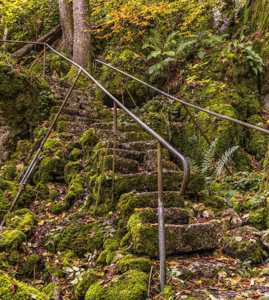 Moss nature emergence