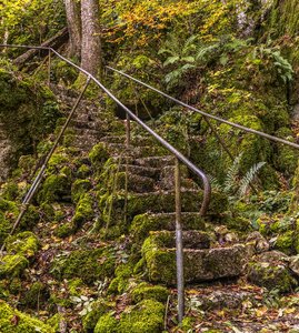 Moss nature emergence