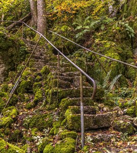 Moss nature emergence photo