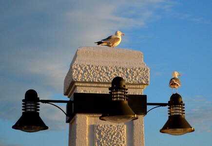 Promenade gulls birds