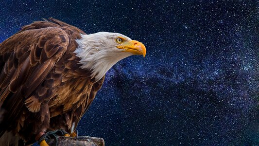 Bird bald eagle usa