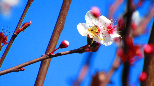 Nature pollen insect photo