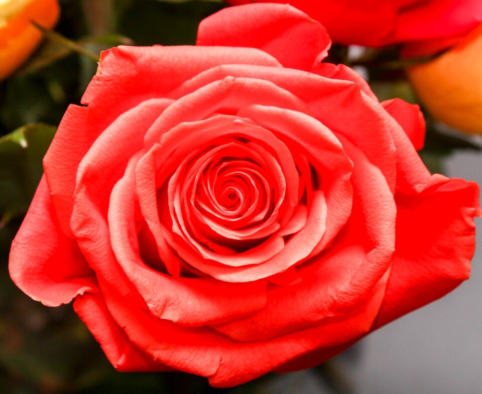 Love blooming red love
