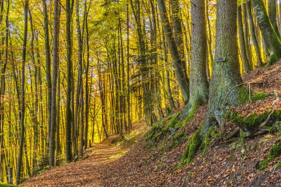 Trees autumn color