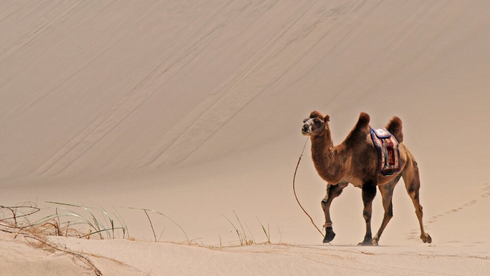 Desert sand camel photo