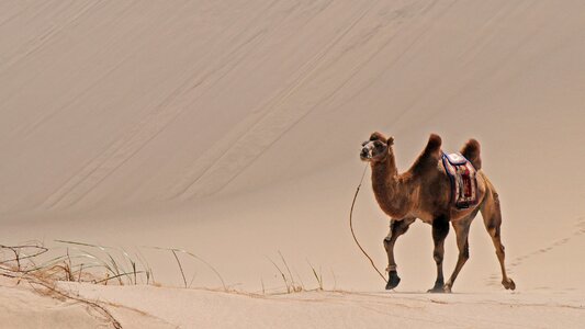 Desert sand camel