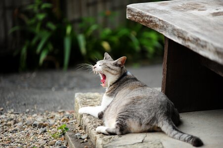 Cat yawn autumn photo