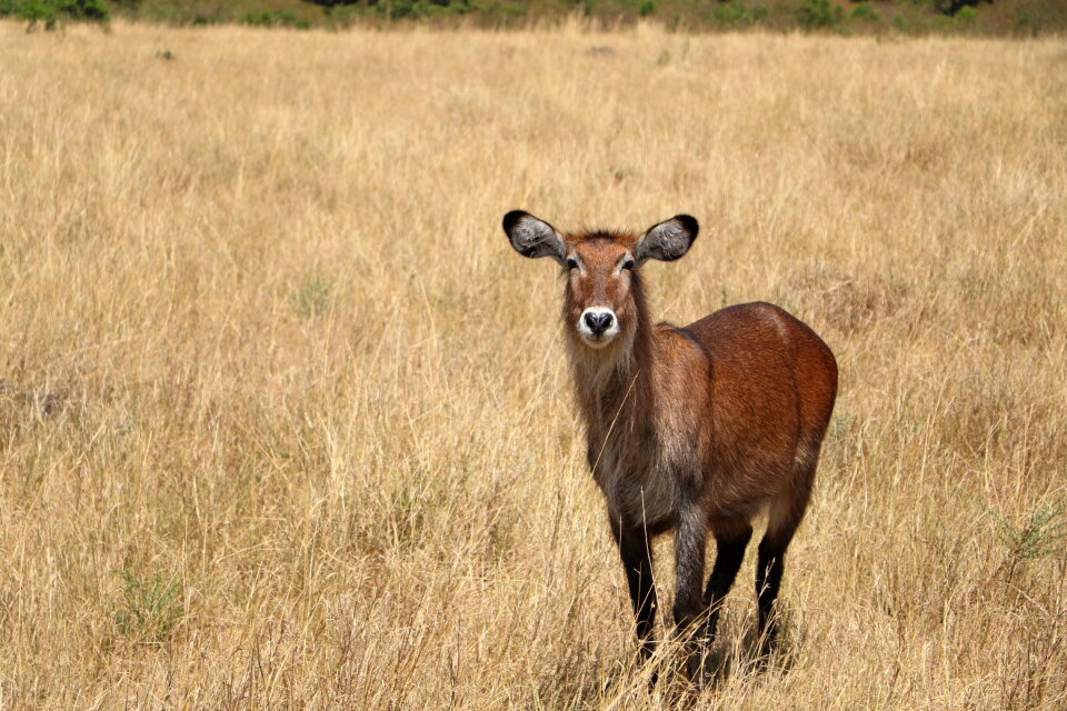 Field hayfield wildlife