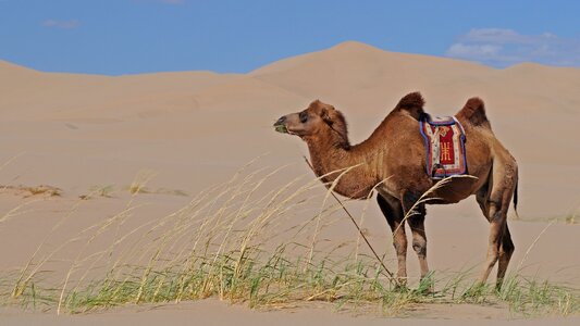 Camel sand sand dunes photo