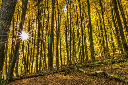 Solar radiation trees autumn photo