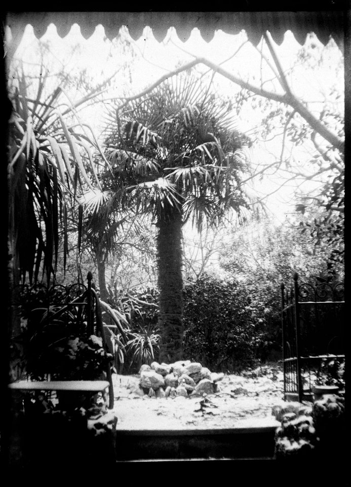 (Palmier sous la neige) - Fonds Berthelé - 49Fi1480