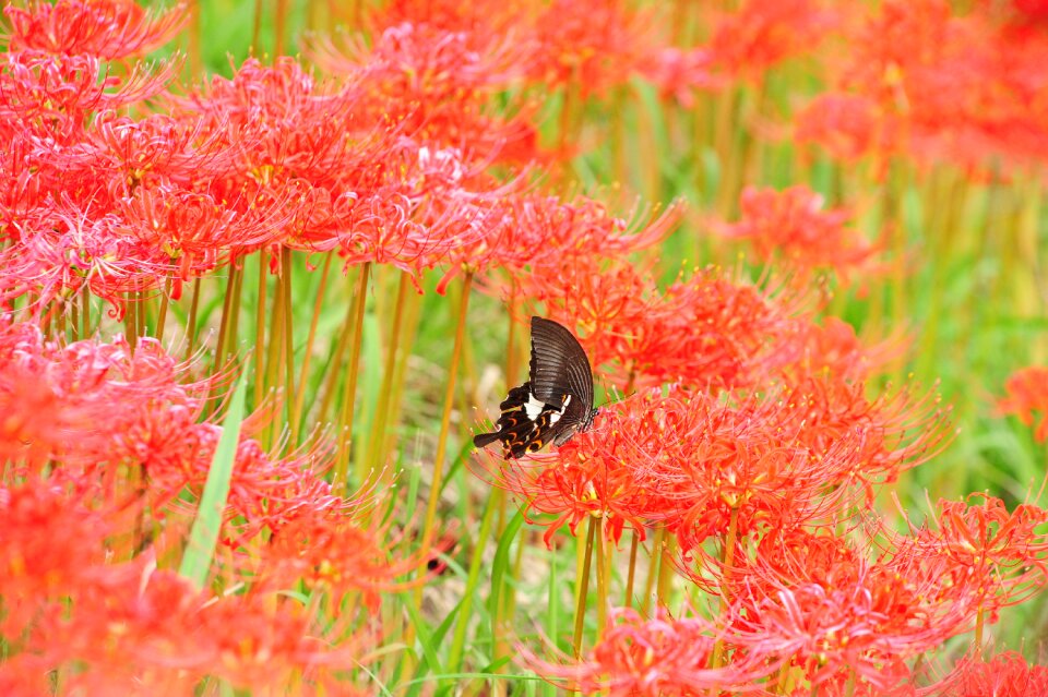 Butterfly amaryllidaceae autumn