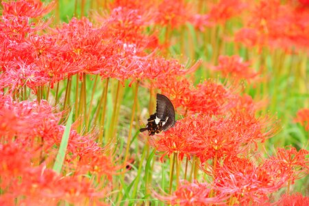 Butterfly amaryllidaceae autumn