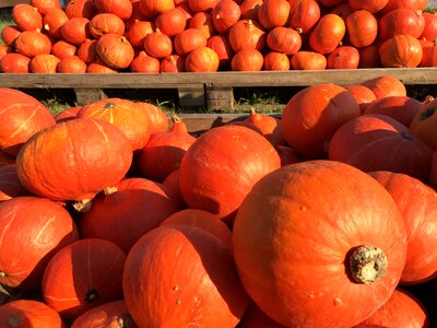 Gourd orange hokkaido photo