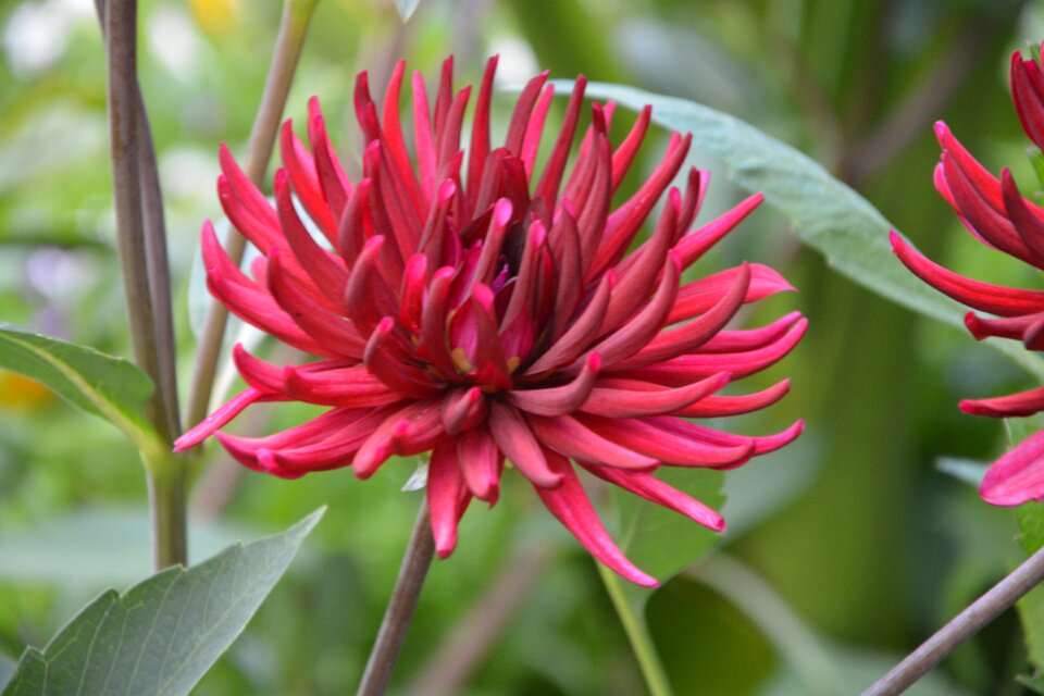 Plant pink flowers summer