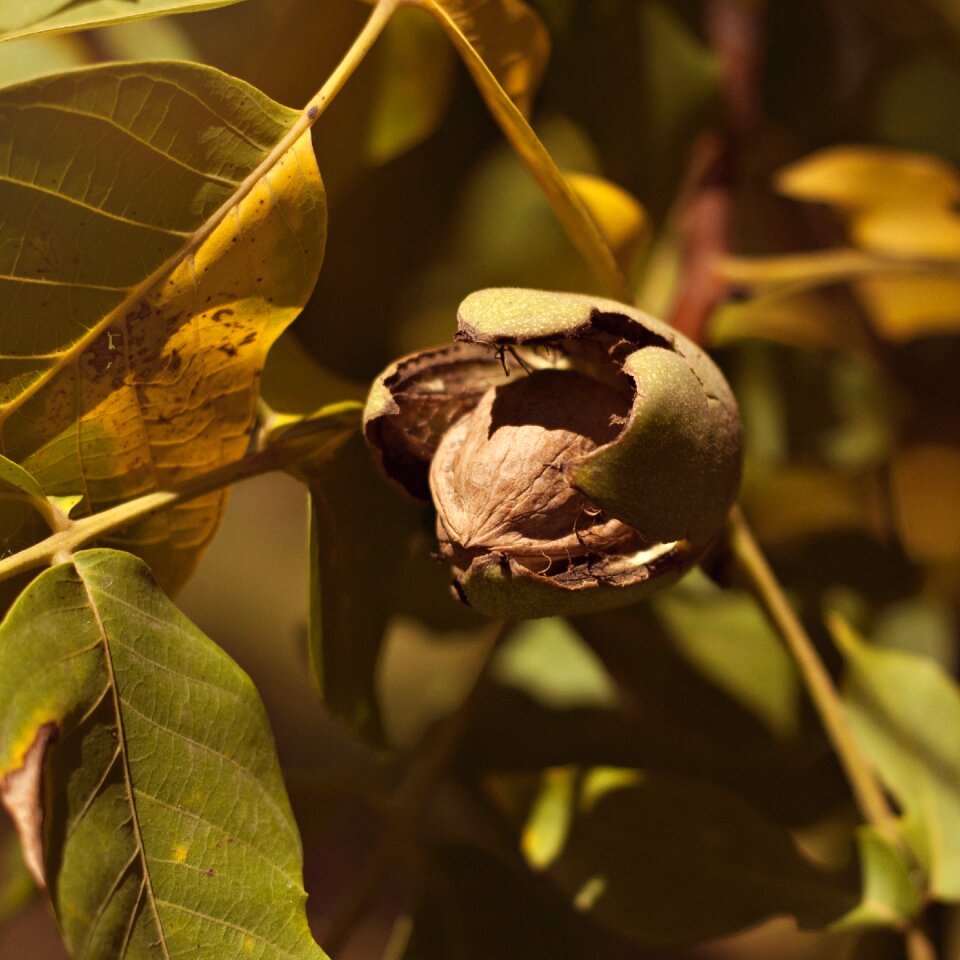 Outdoors tree walnut