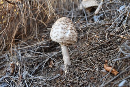 Forest macrolepiota procera mushrooms