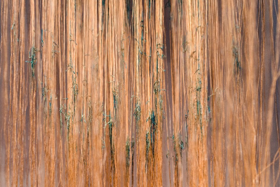Outdoor forest vines