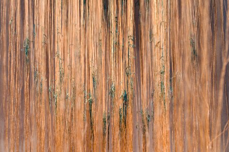 Outdoor forest vines