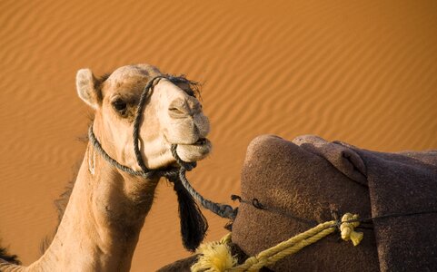 Sahara sand dromedary photo