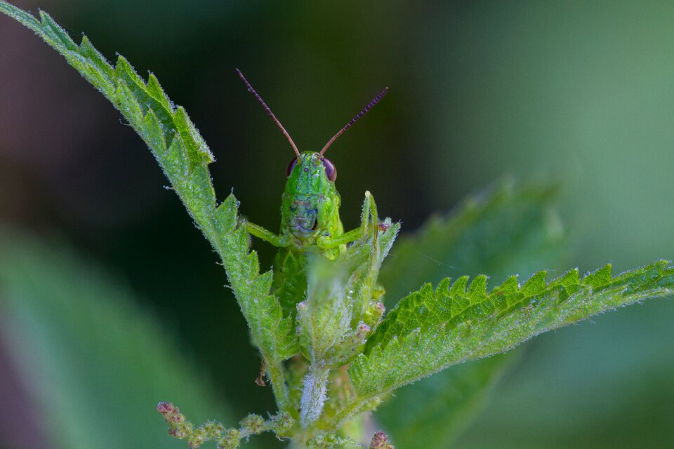 Grasshopper viridissima green