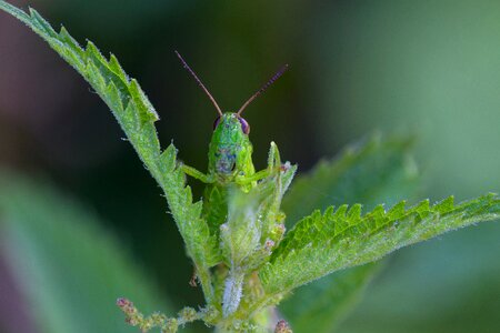 Grasshopper viridissima green photo