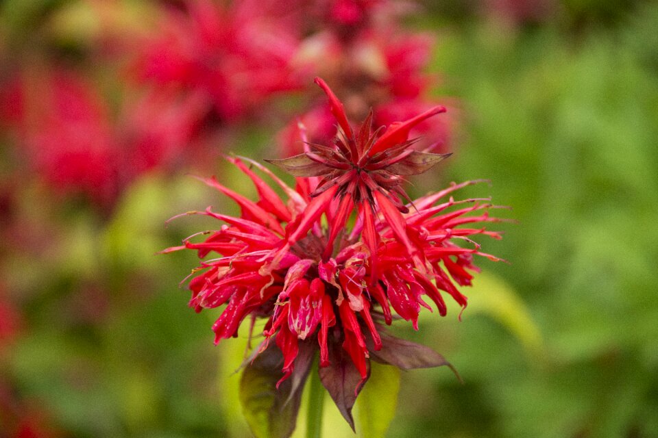Bloom red plant