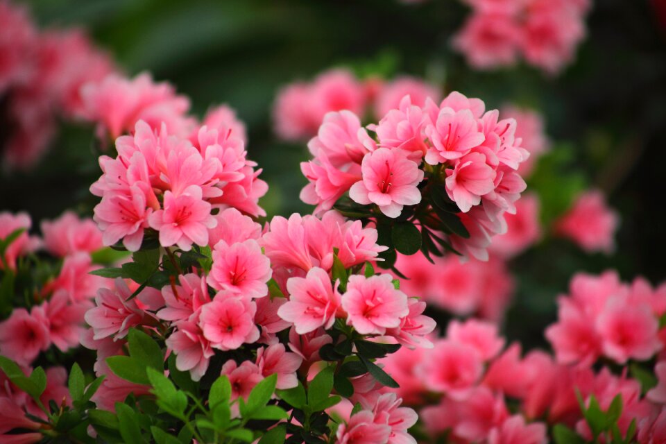 Nature leaf azalea