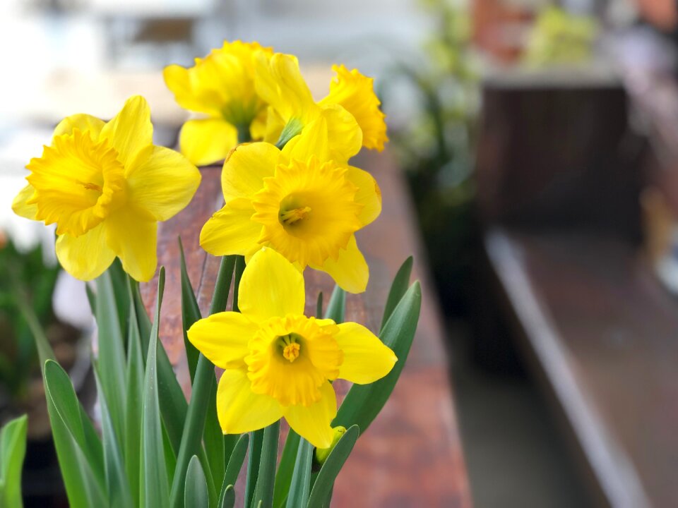 Flower narcissus easter
