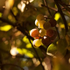 Sheet autumn vine
