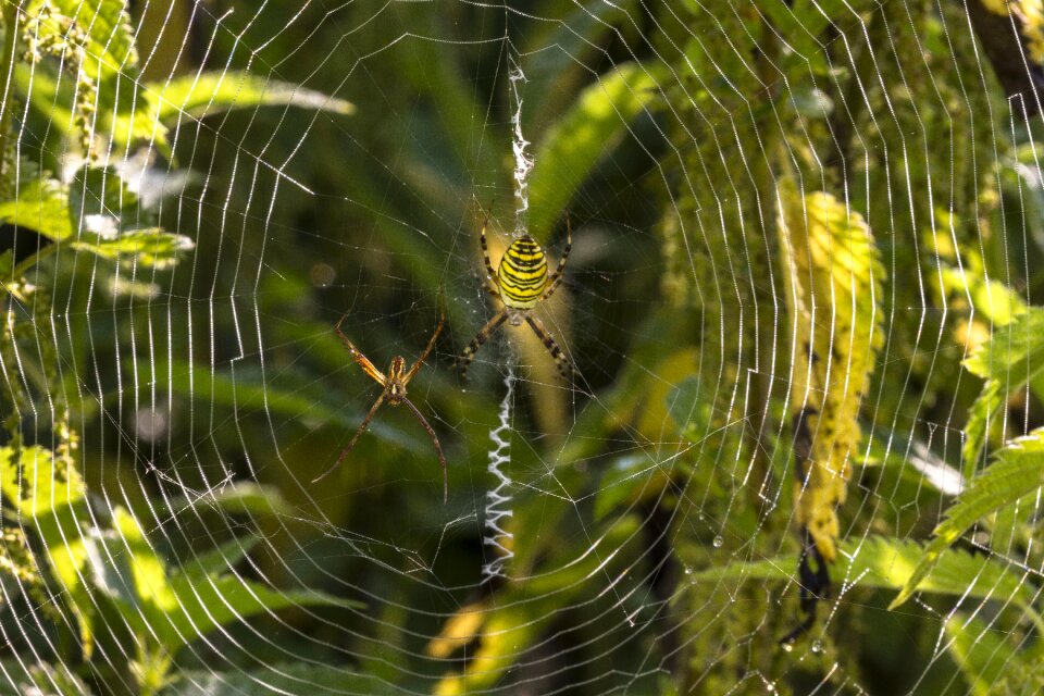Zebraspinne tiger spider male and female