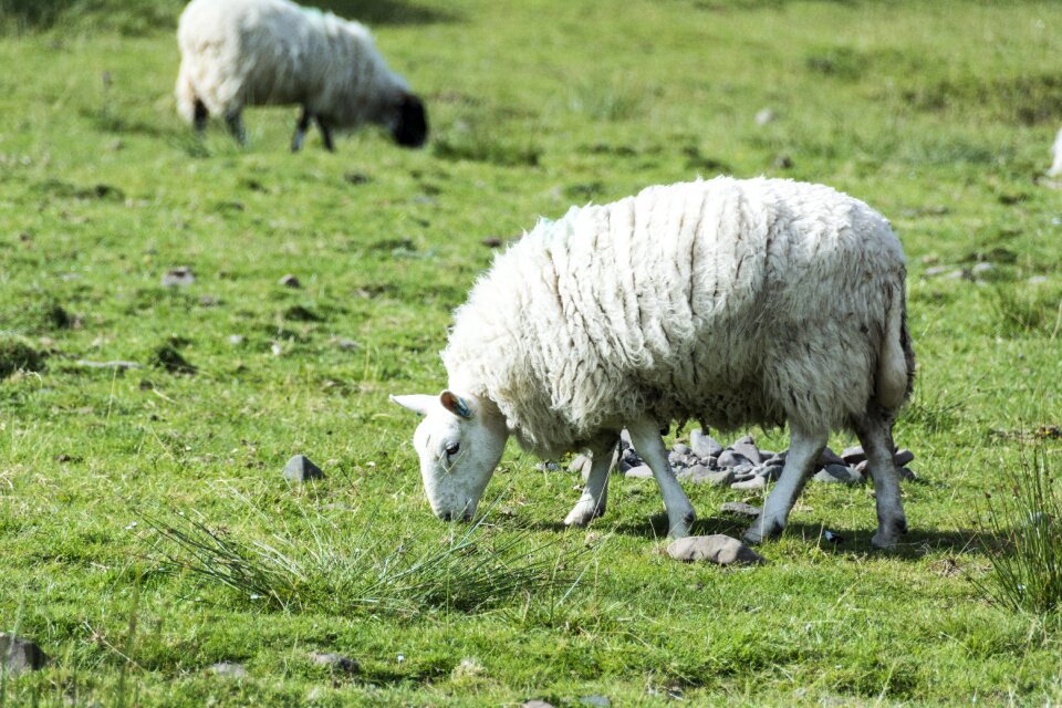 Sheepskin animal animals