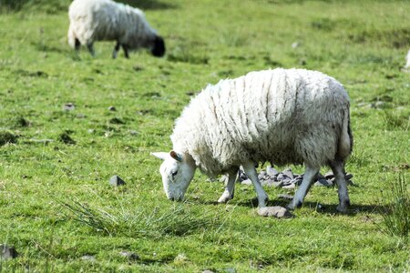 Sheepskin animal animals