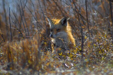 Animal outdoors fox photo